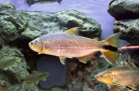 Téléchargez les photos : Une photographie d'un couple de poissons nageant dans une citerne, barracoutans dans un aquarium avec des roches et de l'eau. - en image libre de droit