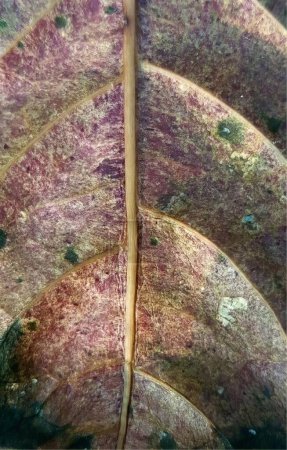 Photo for A photography of a close up of a leaf with a thin stick, triturus vulgaris, a plant with a thin, curved stem. - Royalty Free Image