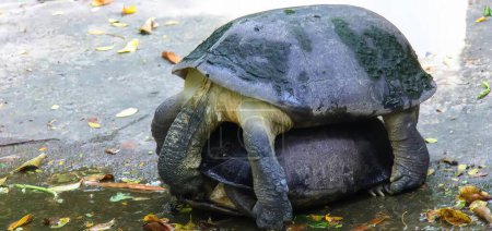 eine Fotografie einer Schildkröte, die auf einem Felsen sitzt, Schlammschildkröte, die mit ihrem Kopf in einem Ball sitzt.