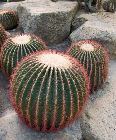 Foto de Una fotografía de una planta de cactus en forma de corazón en una roca, macetas de varios tamaños y formas están dispuestos en rocas. - Imagen libre de derechos