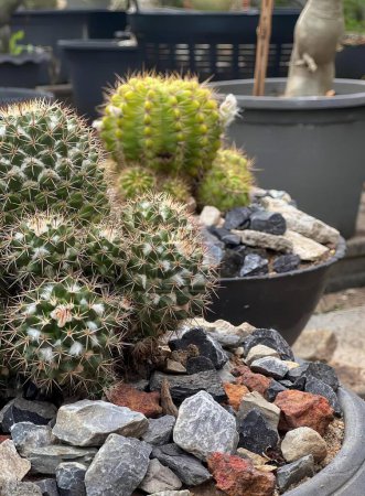 Foto de Una fotografía de una planta de cactus en una maceta con rocas, macetas con plantas de cactus en un jardín con rocas y grava. - Imagen libre de derechos
