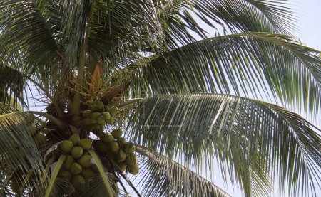 Photo for A photography of a coconut tree with a bunch of green coconuts, figurines of coconuts are growing on a palm tree. - Royalty Free Image