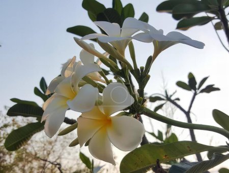 Foto de Una fotografía de una flor blanca con el centro amarillo contra un cielo azul, mar flores de la costa están floreciendo en el sol en un día soleado. - Imagen libre de derechos