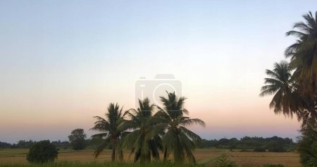 Photo for A photography of a field with palm trees and a sky background, sea - coast view of a field with palm trees and a sunset. - Royalty Free Image