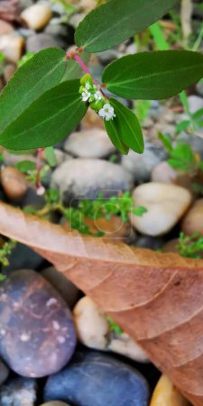 Téléchargez les photos : Une photographie d'une plante avec de minuscules fleurs blanches qui en poussent. - en image libre de droit