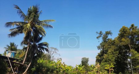 Photo for A photography of a boat traveling down a river next to a palm tree, lakeshore with a boat and palm trees on a sunny day. - Royalty Free Image