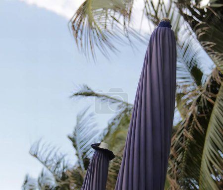 Photo for A photography of two purple umbrellas with palm trees in the background. - Royalty Free Image