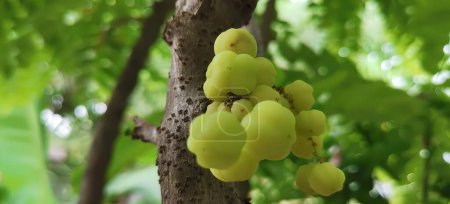 Téléchargez les photos : Photographie d'un bouquet de raisins suspendu à un arbre, figurines suspendues à un arbre dans une forêt aux feuilles vertes. - en image libre de droit