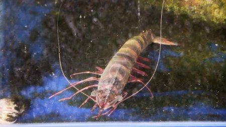 Téléchargez les photos : Une photographie d'une crevette dans un réservoir avec un fond bleu, crevettes crawdaddy dans un réservoir avec de l'eau et un fond bleu. - en image libre de droit