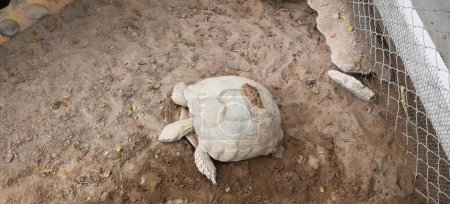 Foto de Una fotografía de una tortuga tendida en el suelo en un zoológico, tortuga terrapinosa tendida en el suelo en una jaula. - Imagen libre de derechos