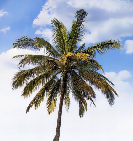 Photo for A photography of a palm tree with a blue sky in the background. - Royalty Free Image