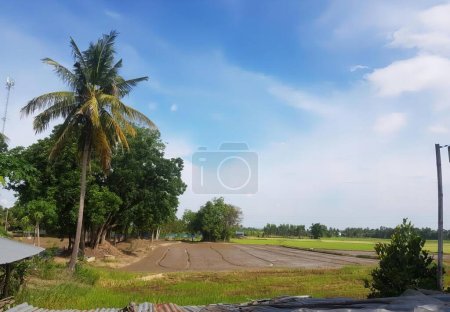 Photo for A photography of a field with a dirt road and a palm tree, articulated lorrys in a field with a palm tree and a dirt road. - Royalty Free Image