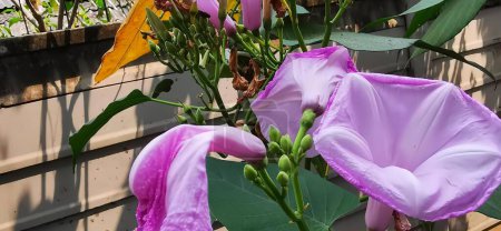 Photo for A photography of a purple flower in a vase on a table, handkerchief shaped flowers in a vase on a patio near a fence. - Royalty Free Image