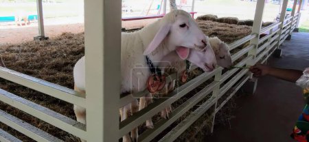 Téléchargez les photos : Photographie d'une chèvre sortant sa langue d'une clôture, serpent - rail clôturé à un mouton blanc avec une langue rose. - en image libre de droit