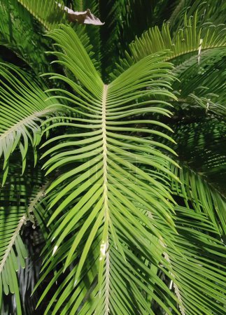 Téléchargez les photos : Une photographie d'un palmier avec une feuille verte au premier plan, barre horizontale d'une feuille de palmier avec un fond vert. - en image libre de droit