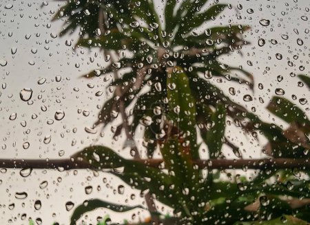 Photo for A photography of a palm tree is seen through a rain covered window. - Royalty Free Image