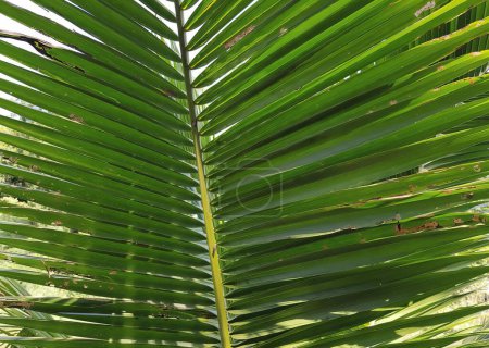 Photo for A photography of a palm leaf with a green background, spirally shaped green leaves of a palm tree in a tropical setting. - Royalty Free Image