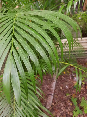 Photo for A photography of a palm tree with a green leaf in the foreground. - Royalty Free Image