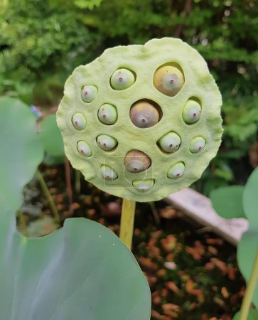 Foto de Una fotografía de una vaina de loto con agujeros en el centro de ella, natillas planta en forma de manzana con agujeros en el centro de ella. - Imagen libre de derechos
