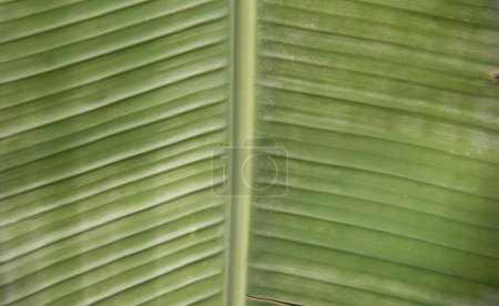 Photo for A photography of a bird sitting on a banana leaf, bulbul green banana leaf with a thin, curved, and slightly curved section. - Royalty Free Image