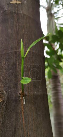Photo for A photography of a small plant growing from a tree trunk, chimee plant growing from a tree trunk in a tropical setting. - Royalty Free Image