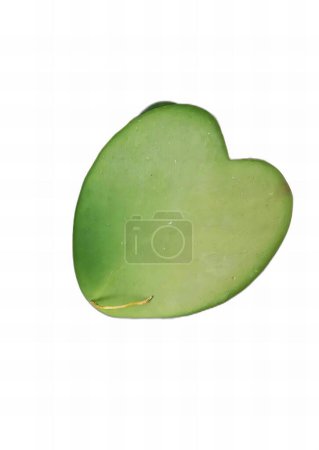 una fotografía de un objeto en forma de hoja sobre una superficie blanca, plato de jabón en forma de hoja verde de la abuela herrero.