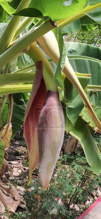 Photo for A photography of a banana tree with a bunch of bananas hanging from it. - Royalty Free Image