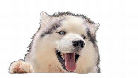 Téléchargez les photos : Une photographie d'un chien avec la langue ouverte et la bouche ouverte, d'un chien eskimo avec la langue ouverte et la patte au sol. - en image libre de droit