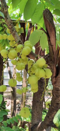 Téléchargez les photos : Photographie d'un bouquet de raisins suspendu à un arbre, figurines suspendues à un arbre dans un jardin aux feuilles vertes. - en image libre de droit