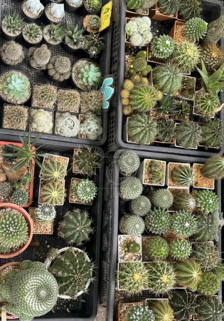 Téléchargez les photos : Une photographie d'une variété de plantes de cactus dans des conteneurs, des pots de fleurs et des cactus sont exposés dans une variété de conteneurs. - en image libre de droit