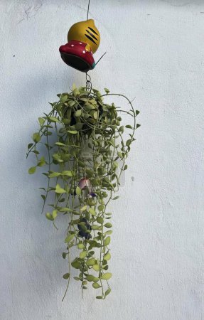 Téléchargez les photos : Une photographie d'une plante suspendue avec un chapeau dessus, un pot de fleurs accroché à un mur avec une plante dedans. - en image libre de droit