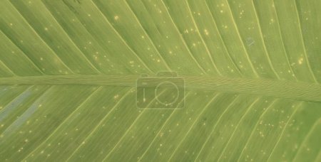 Photo for A photography of a green leaf with a white spot on it, spiral lines on a leaf of a plant. - Royalty Free Image