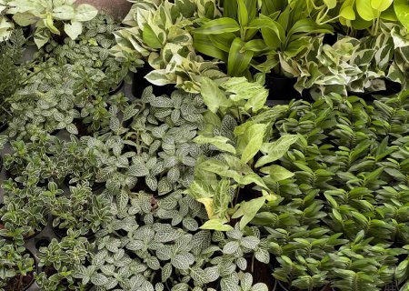 Téléchargez les photos : Une photographie d'une variété de plantes en pots sur une table, pots de fleurs de diverses plantes sont affichés dans une variété de couleurs. - en image libre de droit