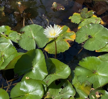 Téléchargez les photos : Une photographie d'une fleur blanche est au milieu d'un étang, serpent d'eau dans l'étang avec une fleur blanche et des feuilles vertes. - en image libre de droit