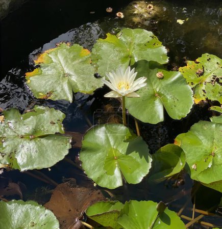 a photography of a pond with a white flower and green leaves, water snake in a pond with lily pads and water lillies.