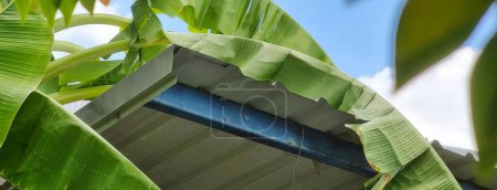 Foto de Una fotografía de un plátano con un techo azul y una hoja verde, plátano con hojas verdes y un techo azul en un día soleado. - Imagen libre de derechos