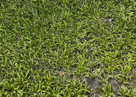 Foto de Una fotografía de un campo de hierba verde con un pequeño pájaro blanco en el medio, tejones están caminando a través de la hierba en el campo. - Imagen libre de derechos