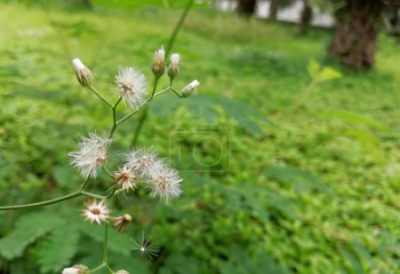 Téléchargez les photos : Une photographie d'une plante avec des fleurs blanches dans une zone herbeuse, des fleurs de cardon dans un champ avec une maison en arrière-plan. - en image libre de droit