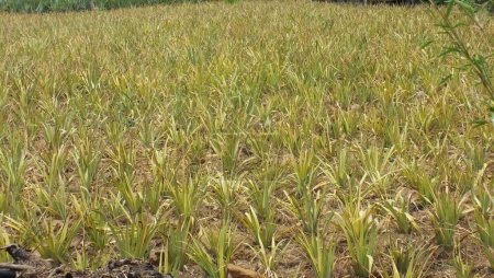 Foto de Una fotografía de un campo de hierba con un pájaro en el medio, arando el campo de arroz con una pala y un rastrillo. - Imagen libre de derechos