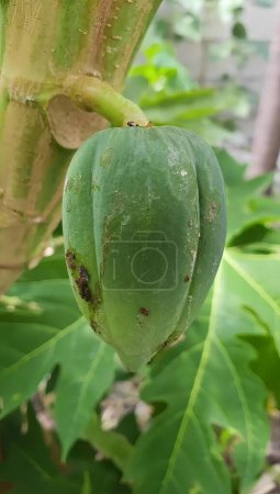 Téléchargez les photos : Une photographie d'un fruit vert suspendu à un arbre dans un jardin, figurine suspendue à un arbre avec un fruit vert dessus. - en image libre de droit