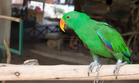 Photo for A photography of a green parrot sitting on a branch in a zoo, macaw parrot perched on a branch in a zoo enclosure. - Royalty Free Image