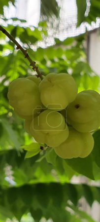 Téléchargez les photos : Une photographie d'un bouquet de raisins verts suspendus à un arbre, des figurines suspendues à un arbre avec des feuilles vertes en arrière-plan. - en image libre de droit
