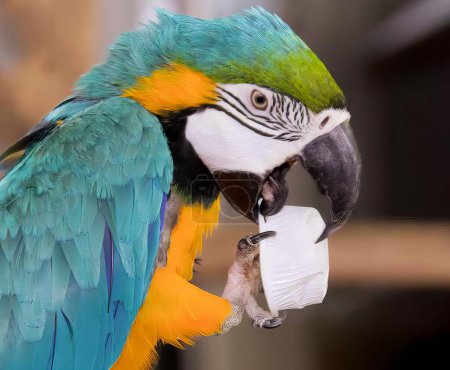 Photo for A photography of a parrot with a toilet paper in its mouth, macaw with a toilet paper roll in its mouth. - Royalty Free Image