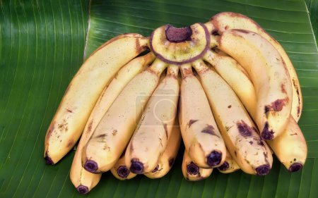 Photo for A photography of a bunch of bananas on a banana leaf, banana bunches on a banana leaf with a purple ring. - Royalty Free Image