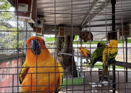 Téléchargez les photos : Une photographie d'un couple d'oiseaux assis sur le dessus d'une cage, des aras dans une cage dans un parc d'oiseaux avec une mangeoire à oiseaux. - en image libre de droit