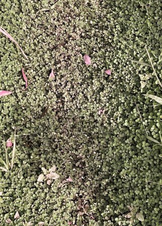 Téléchargez les photos : Une photographie d'une plante verte avec de minuscules fleurs roses, batte de baseball posée sur le sol à côté d'une parcelle d'herbe. - en image libre de droit