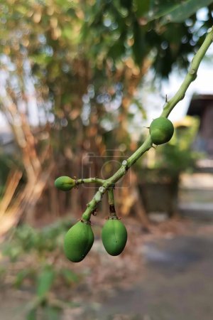 Téléchargez les photos : Une photographie d'un bouquet de fruits verts suspendus à un arbre, figurines sur une branche d'arbre avec des fruits verts dessus. - en image libre de droit