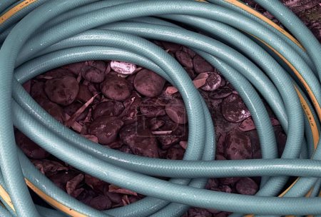 Photo for A photography of a bunch of green hoses laying on top of a pile of rocks, spiral hoses are lined up on the ground with rocks. - Royalty Free Image