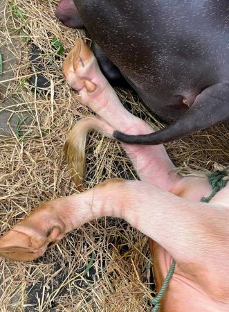 Foto de Una fotografía de un perro lamiendo el pie de un humano en la hierba, un perro mexicano sin pelo lamiendo la pata de un humano en el suelo. - Imagen libre de derechos