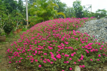 Foto de Una fotografía de un jardín con flores y rocas rosadas, macetas y plantas están en un jardín con grava y rocas. - Imagen libre de derechos